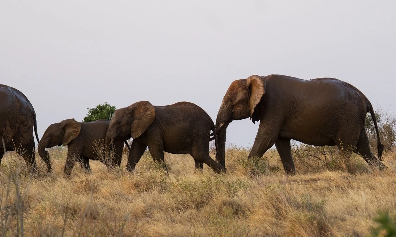 Elephant landscape