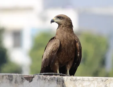 10 Indian Famous Female Personalities