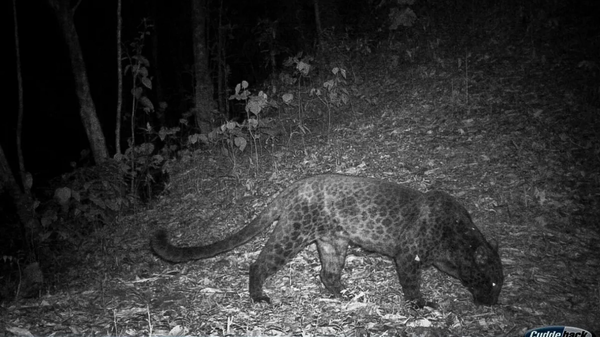 Rare black panther spotted at Buxa Tiger Reserve in Alipurduar