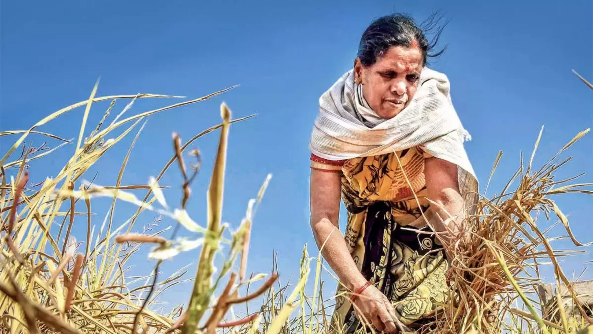 Will the government pay you to be a farmer?